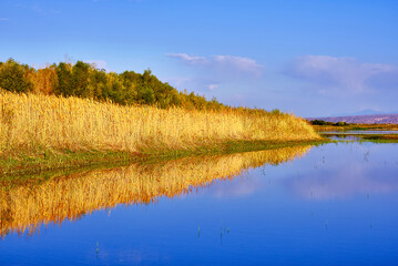 Magic golden reflection of reeds in a quiet backwater near the river; bright gold hues in contrast to rich blue