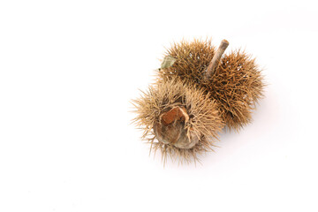 chestnuts in burrs on white background