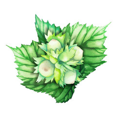 Watercolor composition with hazelnut leaves and unripe nuts.