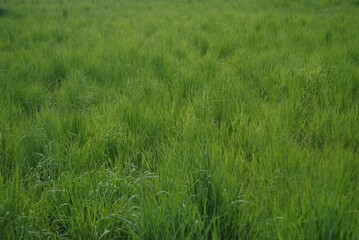 A photograph of a field on which only dense, green grass grows.