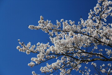 桜(ソメイヨシノ)