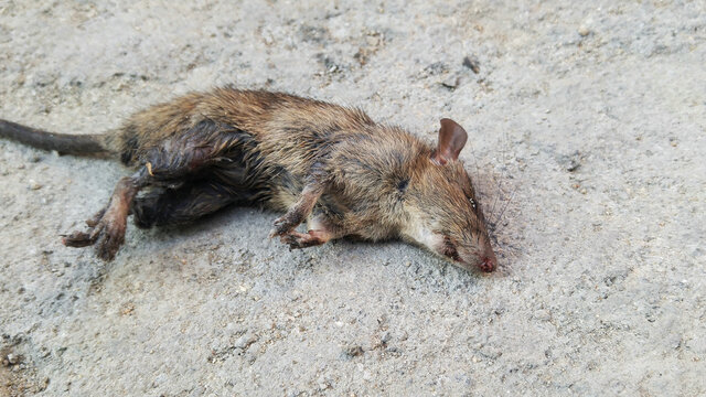A dead mouse