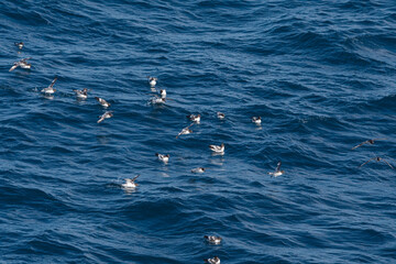 Cape Petrels (Daption capense) in South Atlantic Ocean, Southern Ocean, Antarctica