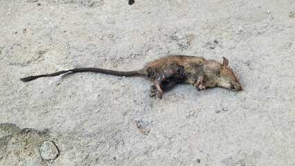 A dead mouse