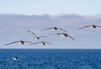 Cape Petrels (Daption capense) in South Atlantic Ocean, Southern Ocean, Antarctica