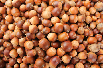 A lot of dried acorn. Autumn background