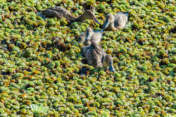 Female and grown-up ducklings of Rosy-billed Pochard (Netta peposaca) in pond overgrown with Giant Salvinia (Salvinia molesta) in park, Buenos Aires, Argentina