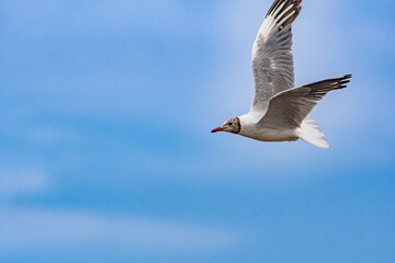 Brown-hooded Gull (Chroicocephalus maculipennis) by the bay, Montevideo, Uruguay