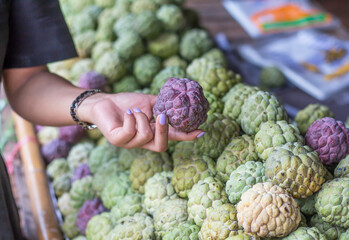The female hand is choosing the custard apple that are on the market.