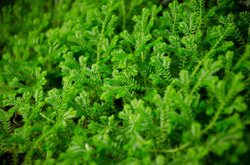 Colorful Plant Pictures