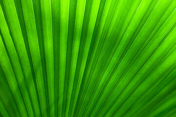 tropical palm leaf and shadow, abstract natural green background, dark blue tone