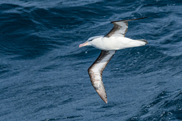 Black-browed Albatross (Thalassarche melanophris) in South Atlantic Ocean, Southern Ocean, Antarctica
