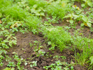 Spring planting in garden bed, growing fresh greenery, organic gardening concept. Young sprouts of greenery