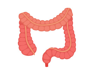 human anatomy organ large intestine colon ascending transverse descending sigmoid appendix rectum white isolated background flat style