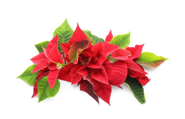 Flowers of Christmas plant poinsettia on white background
