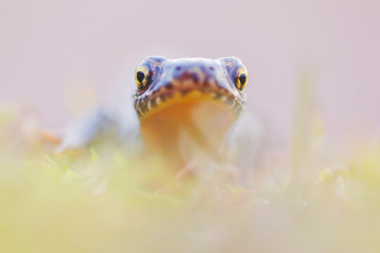 Aprine newt (Ichthyosaura alpestris) portrait