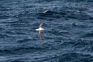 Fototapeta na wymiar Southern Royal Albatross (Diomedea epomophora) in South Atlantic Ocean, Southern Ocean, Antarctica
