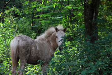 A sloppy white horse in the forest green trees.
