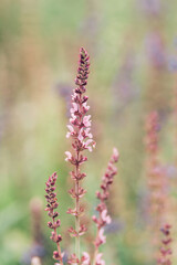 pink flowers in the garden