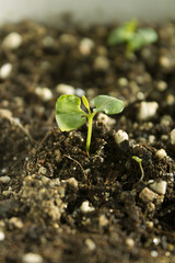 Young plant in the soil