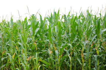 A green field of corn in India