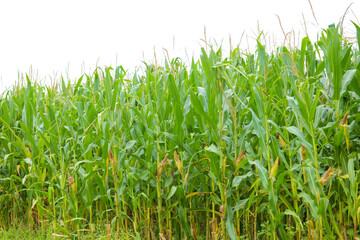 A green field of corn in India