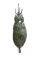 Fresh cutted green young pine trees for christmas and preserved or wrapped in a plastic net on...