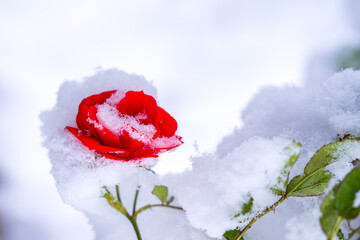 The scarlet rose contrasts with the first white snow