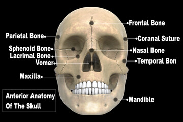 3d illustration Human Skull
