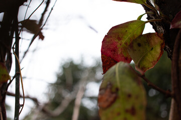Autumn leaves color changing green to red in Japan