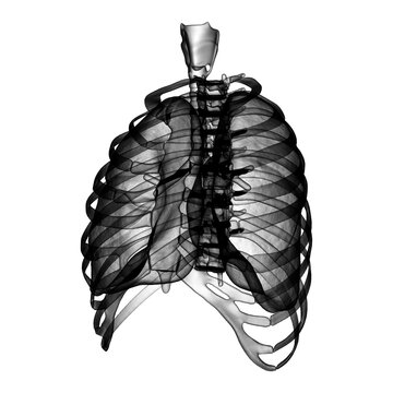 2d render Human lungs and rib
