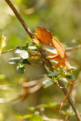 Parson's chameleon, Calumma parsonii, large species of chameleon. Amber mountain. Andasibe - Analamazaotra National Park, Madagascar wildlife