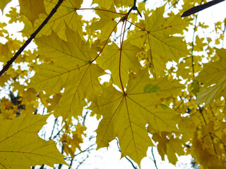 branch with yellow leaves of autumn maple