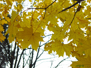 branch with yellow leaves of autumn maple