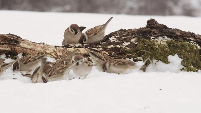 A flock of Eurasian wood sparrows are looking for food in the snow. A Great tit, a Eurasian blue tit, a Brambling and a Hawfinch also appear in the frame.