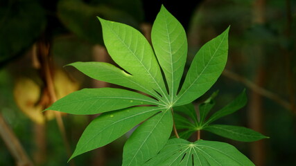 Fototapeta na wymiar Close up of green cassava leaves in the plantation.