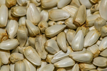 Safflower (Carthamus tinctorius) seeds in detail