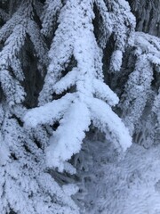 snow covered branches