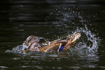 Stockente (Anas platyrhynchos) Weibchen beim baden