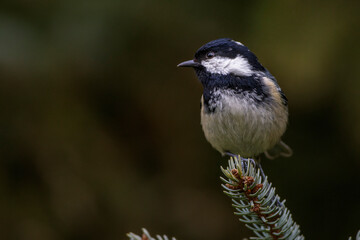 Tannenmeise (Periparus ater)