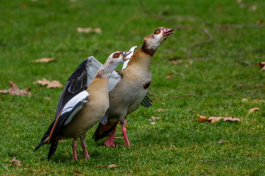 Nilgans (Alopochen aegyptiacus)