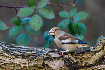 Fototapeta premium Kernbeißer (Coccothraustes coccothraustes) Weibchen