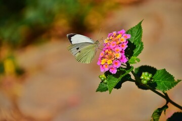 butterfly on a flower