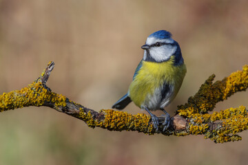 Blaumeise (Cyanistes caeruleus)