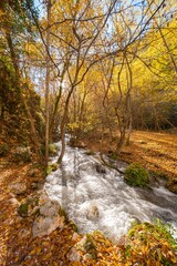River in autumn forest with foliage colors