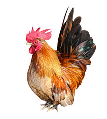 rooster chicken isolated on white, cock, hen