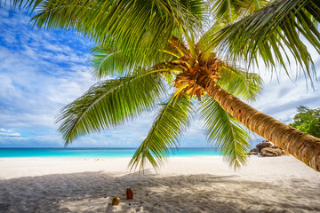 Palm tree,white sand,turquoise water at tropical beach,paradise at seychelles - obrazy, fototapety, plakaty