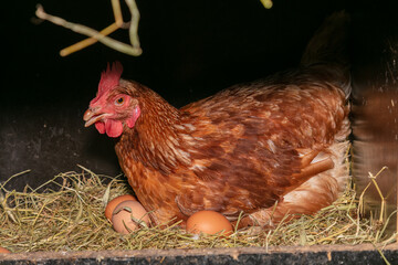 laying hen in a nest box