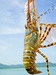 Hand holding live lobster