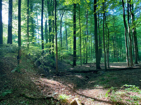 Paysage de la Forêt de Soignes, Bruxelles, Belgique